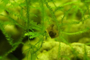 Равлики: переваги і шкода від них у акваріумах Равлики: переваги і шкода від них у акваріумах